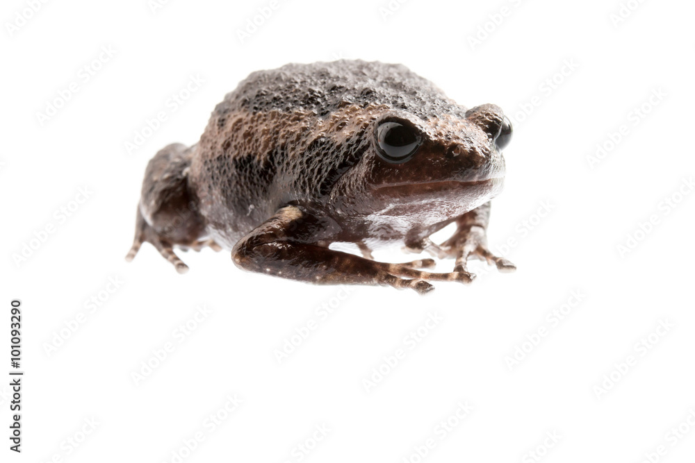 young bullfrog on white background. young bullfrog on white background.