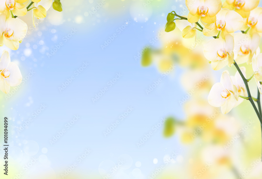 Delicate flower background of yellow orchids