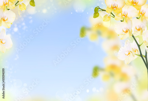 Delicate flower background of yellow orchids © murika