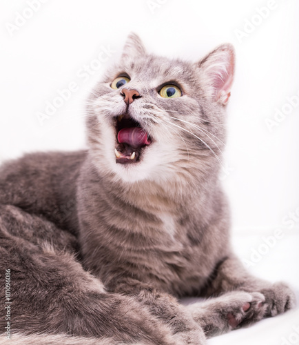 The gray cat yawns  having widely opened a mouth and looks up
