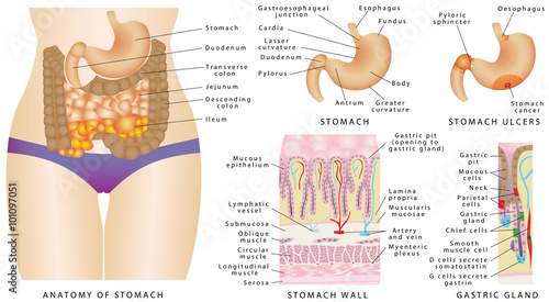 Stomach anatomy