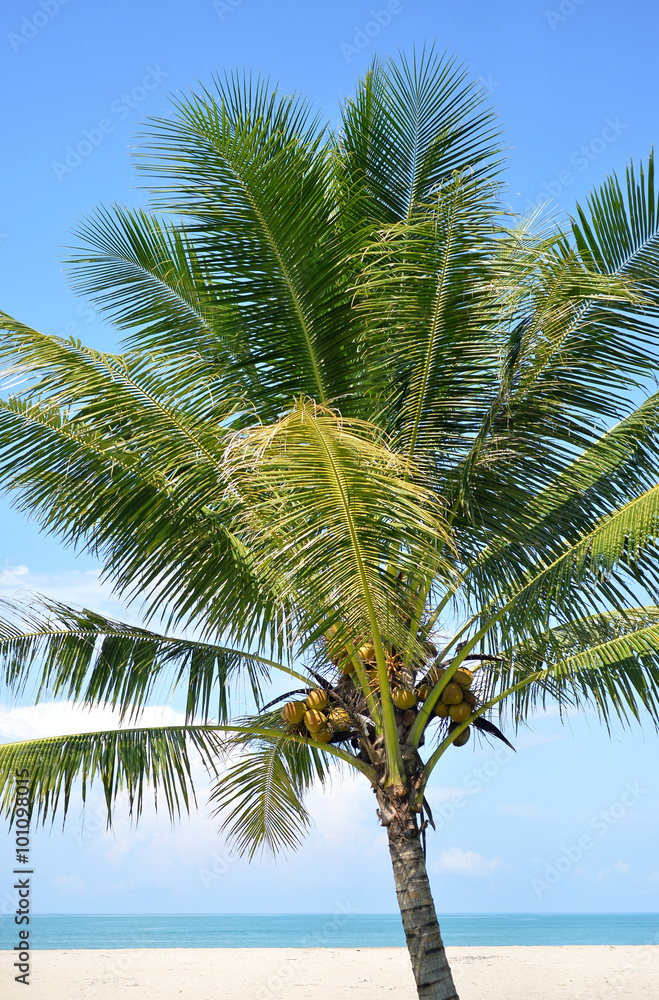Fototapeta premium Coconut tree
