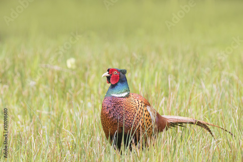 Male pheasant walking through a field, his plumage is brightly colored. photo