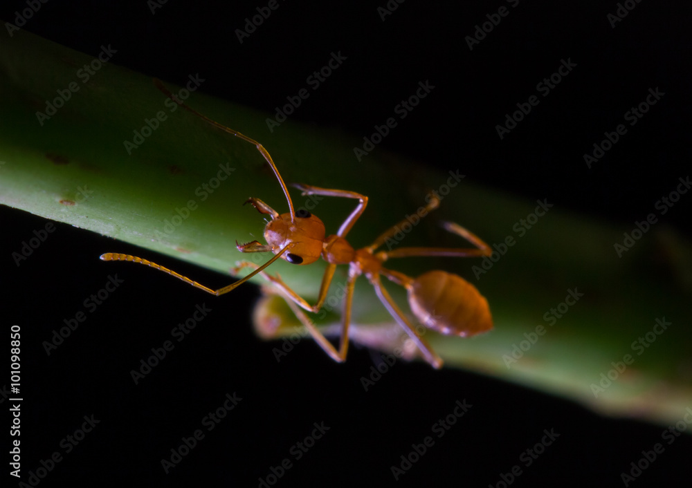 red ant on green plant