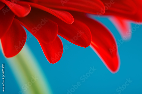 Red gerbera daisy flower isolated on blue background