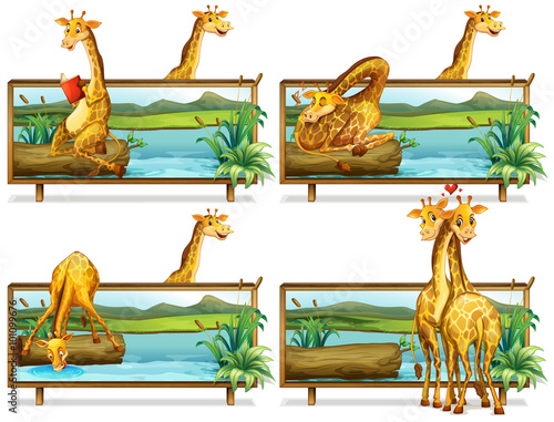 Giraffes in the wooden frames
