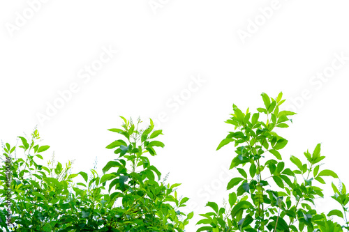 green leaf isolated on white background