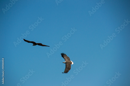 Two Eagles flying in sky