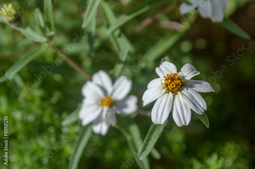 White cosmos flower in japan garden