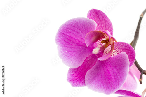 Beautiful violet home flowers orchids.