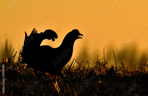 Fotografia Birkhuhn, black grouse (Tetrao tetrix), blackgame (Lyrurus tetrix)