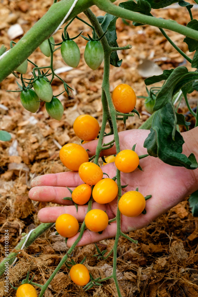 Ripe natural tomatoes growing on a branch (Holland tomato)