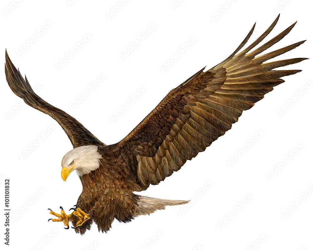 Obraz premium Bald eagle flying hand draw vector illustration.