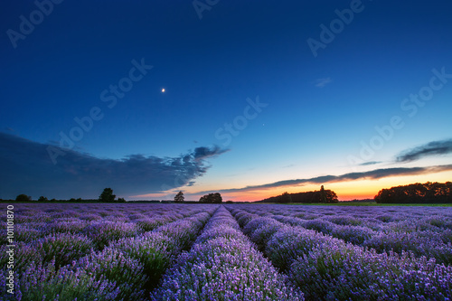 Beautiful landscape of lavender fields at sunset