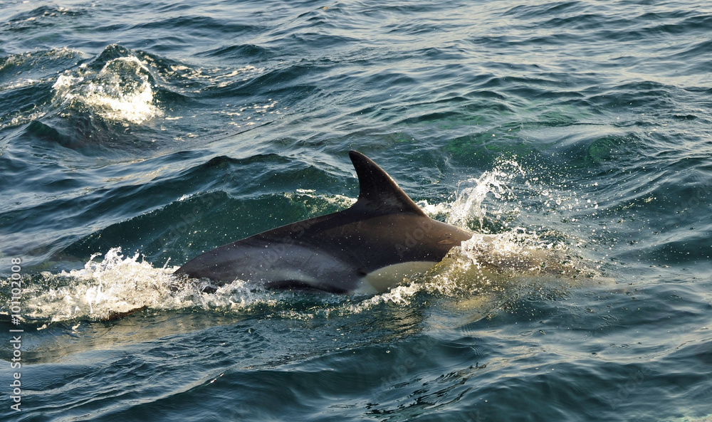 Obraz premium Group of dolphins, swimming in the ocean and hunting for fish. The jumping dolphins comes up from water. The Long-beaked common dolphin (scientific name: Delphinus capensis) in atlantic ocean. 