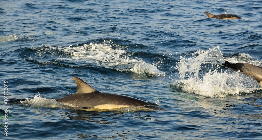 Obraz premium Group of dolphins, swimming in the ocean and hunting for fish. The jumping dolphins comes up from water. The Long-beaked common dolphin (scientific name: Delphinus capensis) in atlantic ocean. 