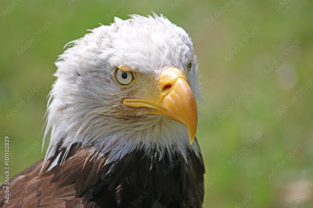 Obraz premium Bald Eagle