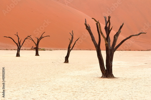 Sossusvlei: dead acacia trees in the Namib Desert, Namibia