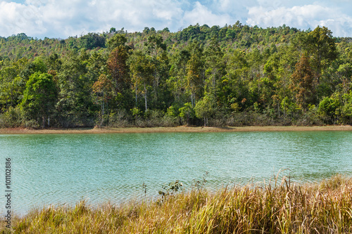 Forest on water lake.