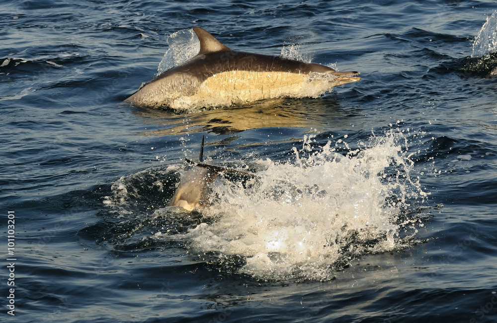Fototapeta premium Group of dolphins, swimming in the ocean and hunting for fish. The jumping dolphins comes up from water. The Long-beaked common dolphin (scientific name: Delphinus capensis) in atlantic ocean. 