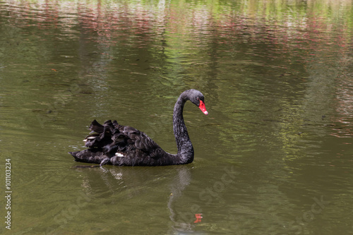 black swan swimming © prajit48