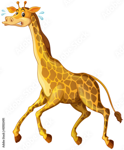 Giraffe running away from something