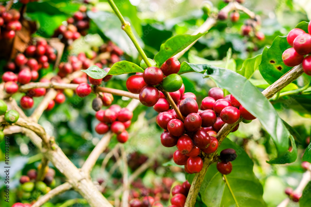 Fototapeta premium Coffee beans on tree