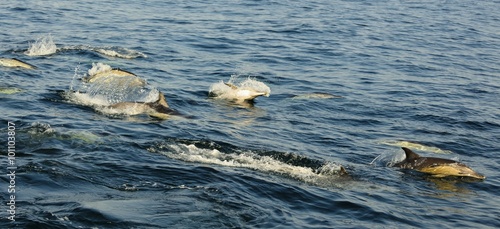 Group of dolphins, swimming in the ocean and hunting for fish. The jumping dolphins comes up from water. The Long-beaked common dolphin (scientific name: Delphinus capensis) in atlantic ocean. 