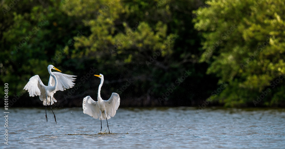 The fighting great egrets ( Ardea alba ). Natural green background. Cuba. The fighting great egrets ( Ardea alba ). Natural green background. Cuba.