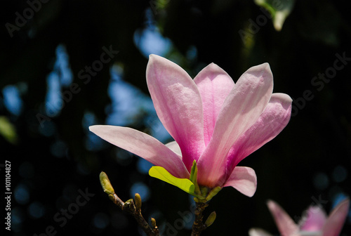 The beautiful mangnolia flower in garden photo