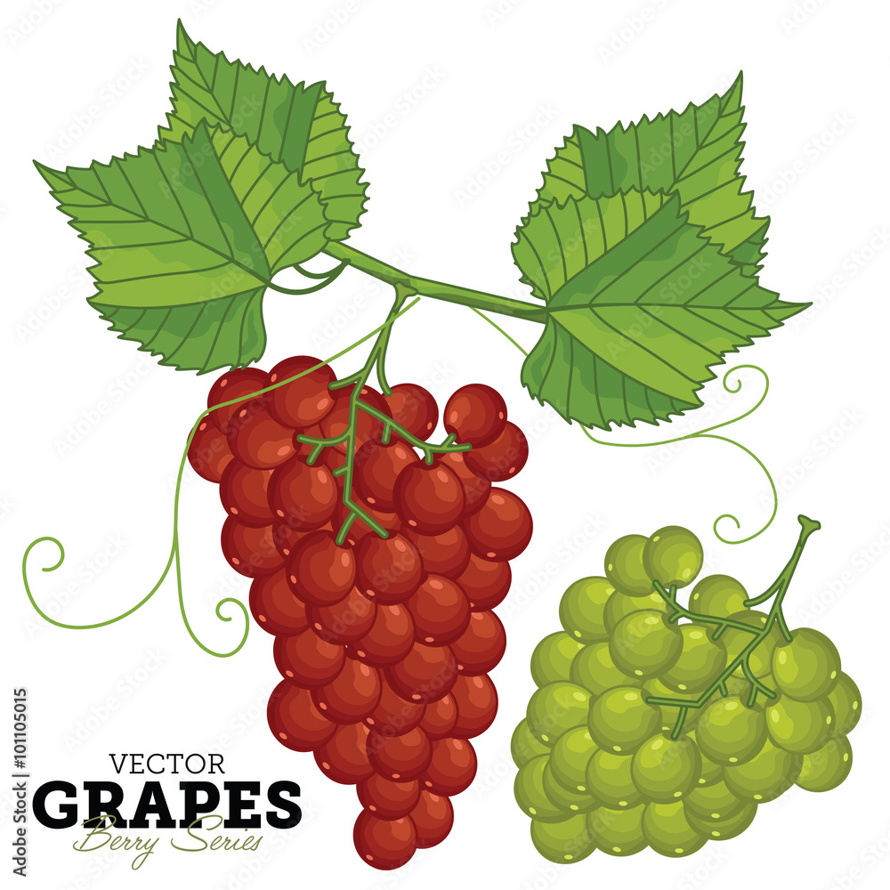 Obraz premium Grape Bunch, Grape Leaves, Grape Vector. Grape Isolated on White Background. 