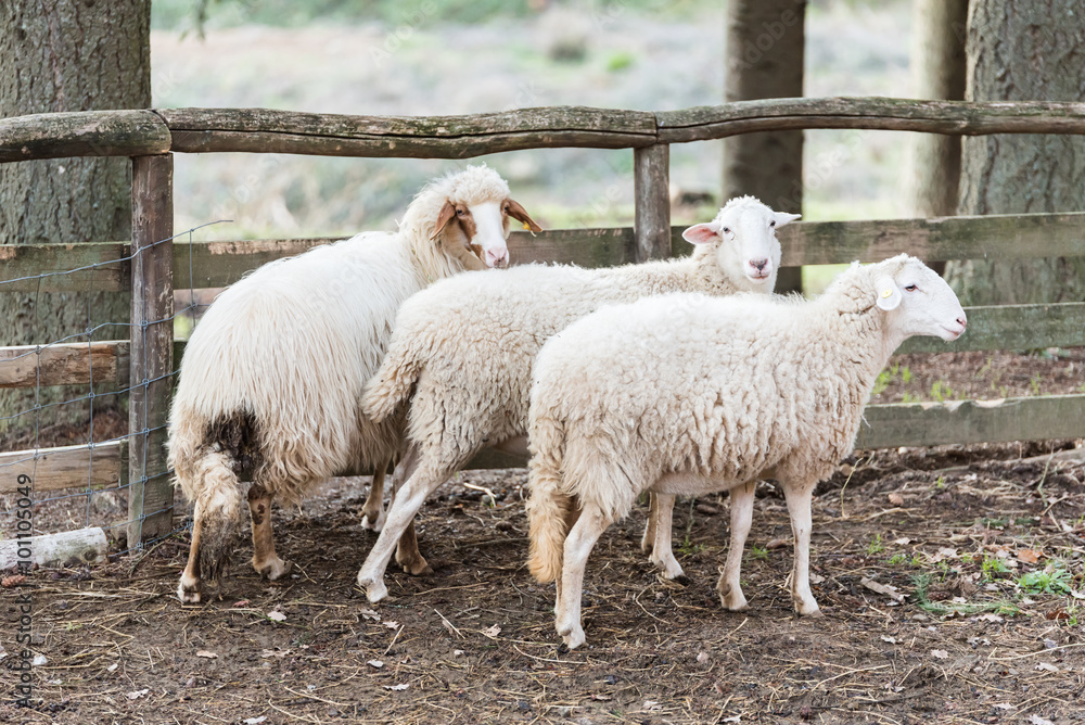 Fototapeta premium Three sheep in close to the fence looking towards the photographer