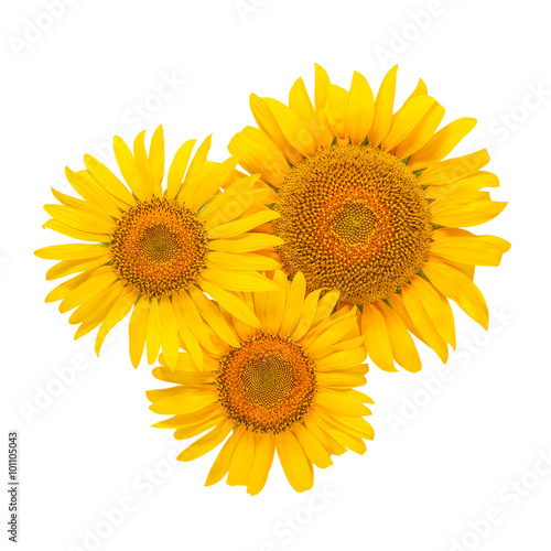 Sunflower flowers isolated