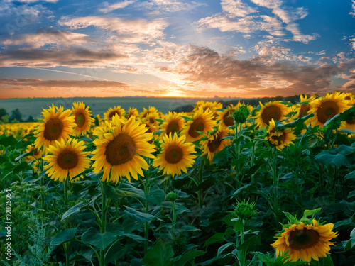 Summer landscape with sunflowers field