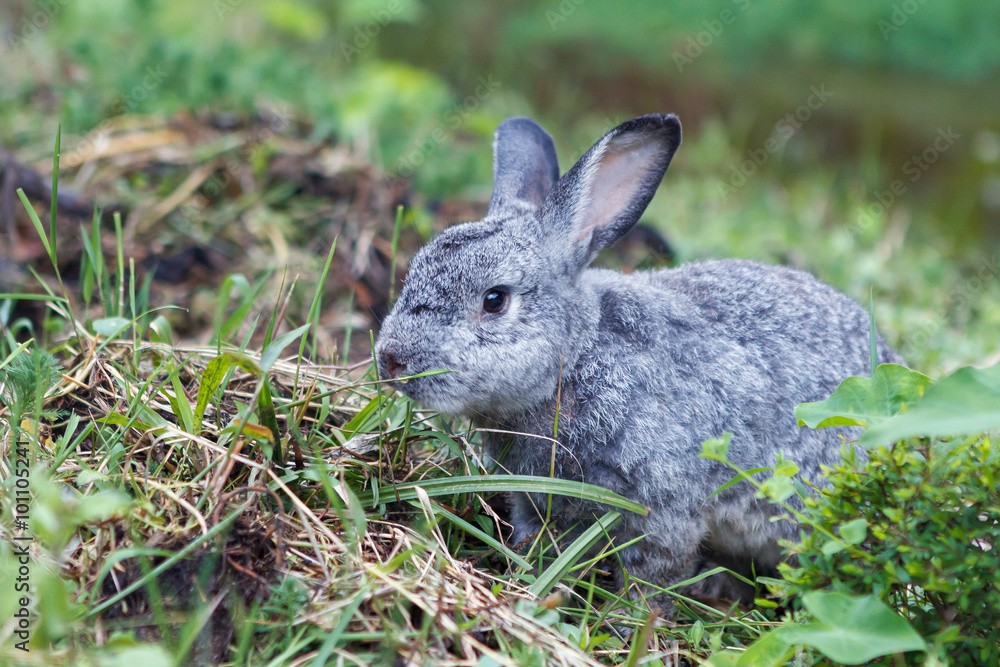 Cute little gray rabbit on green grass. Cute little gray rabbit on green grass.