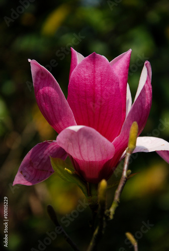 The beautitiful mangnolia flower in garden
