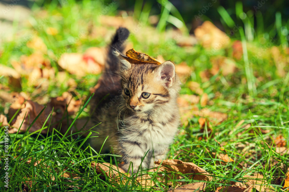 Little kitten walking on the grass with fallen leaves