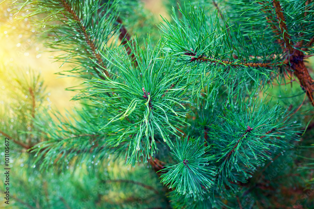 Wet pine branch with water drops Wet pine branch with water drops
