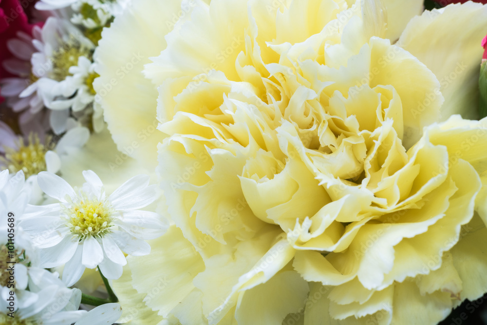 closeup of yellow carnation flower,soft focus closeup of yellow carnation flower,soft focus