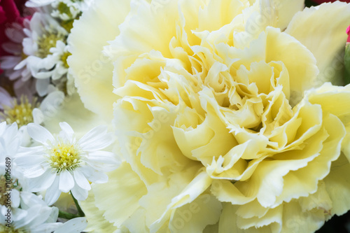 closeup of yellow carnation flower,soft focus © dadatop
