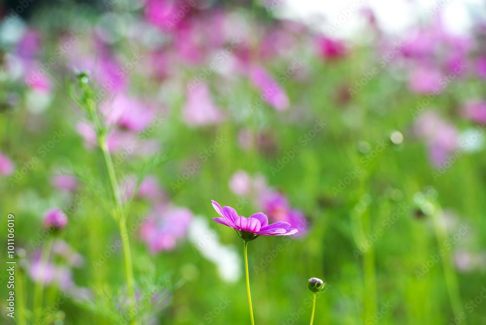 Beautiful cosmos flower