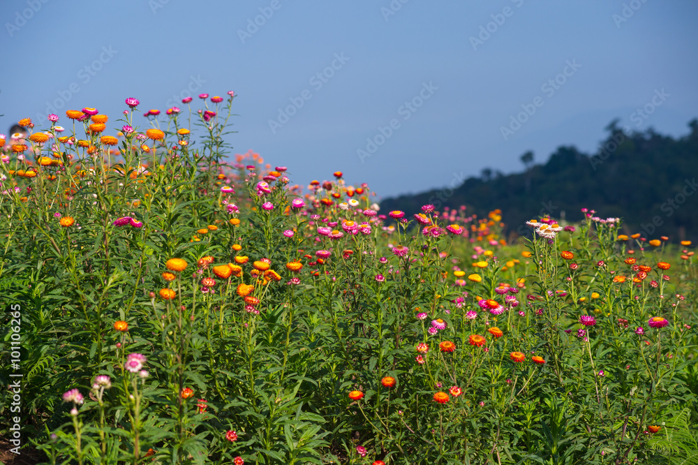 Straw flower field