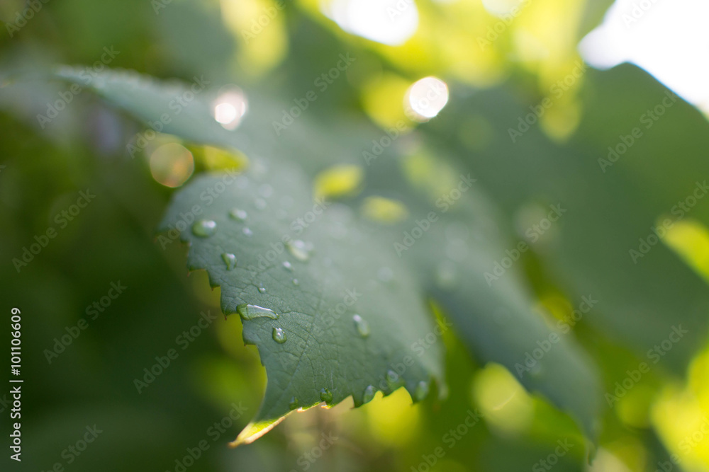Grapevine Leaf On Rainy Morning In The Sun Grapevine Leaf On Rainy Morning In The Sun