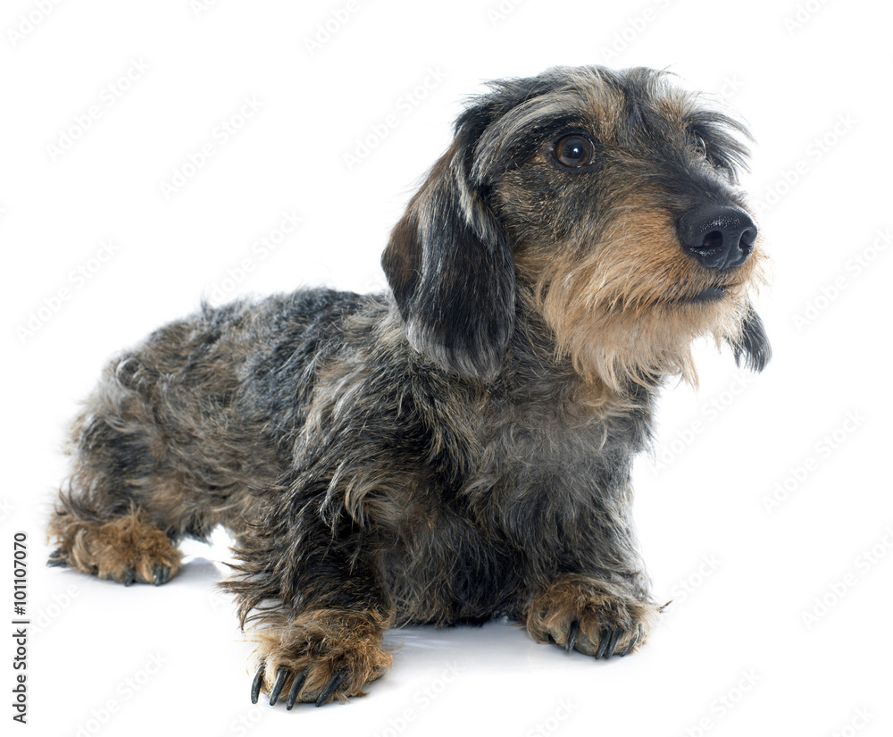 Wire haired dachshunds