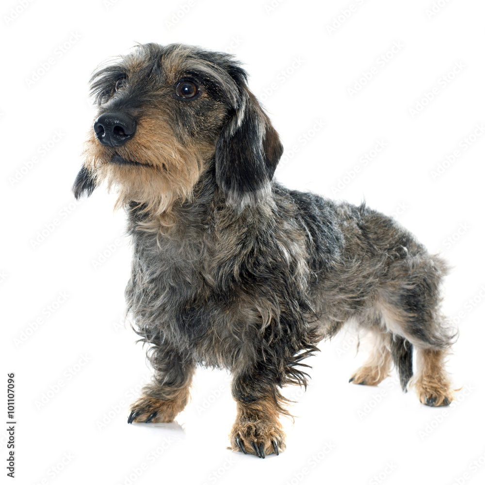 Wire haired dachshunds