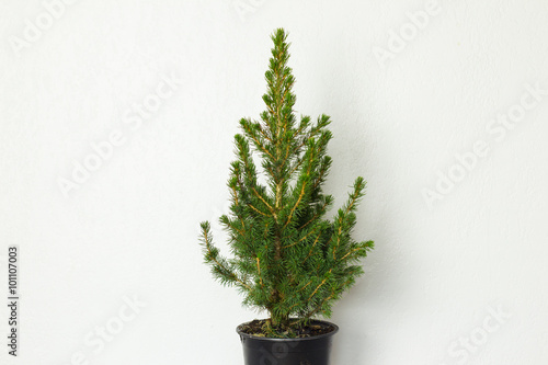 Small pinetree in a pot