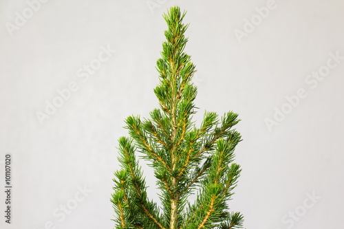 Small pinetree in a pot photo