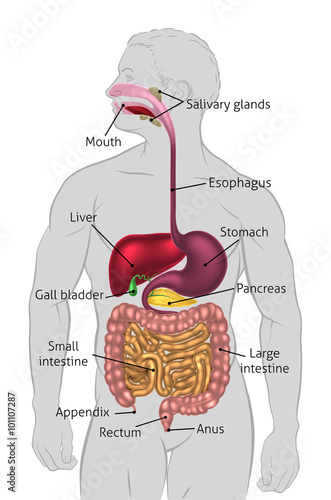 Human Digestive Tract