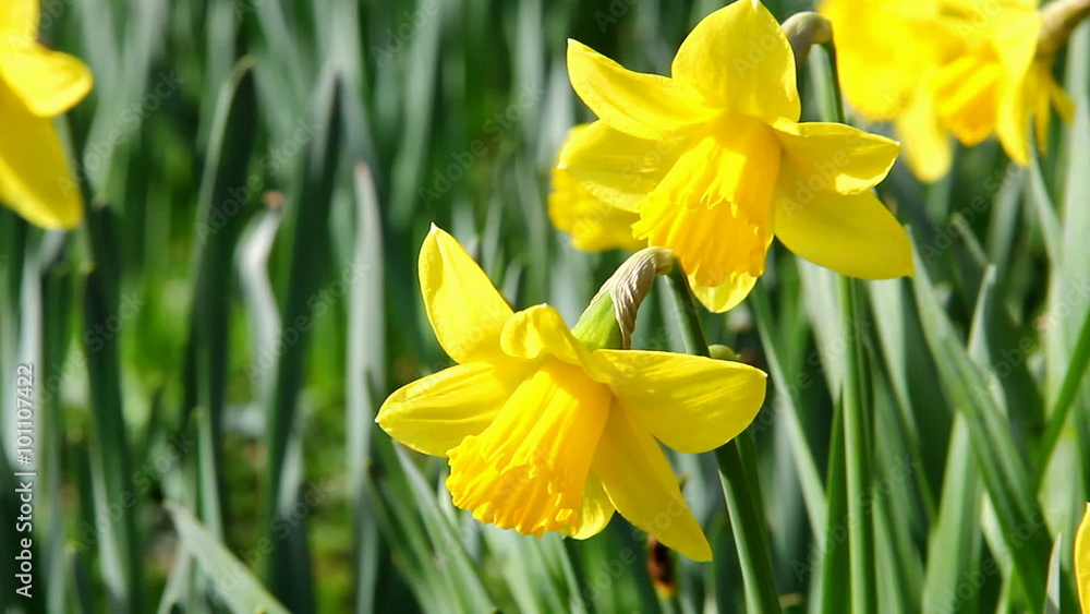 Close up of yellow daffodils , shaking and swaying in a moderate breeze. Close up of yellow daffodils , shaking and swaying in a moderate breeze.