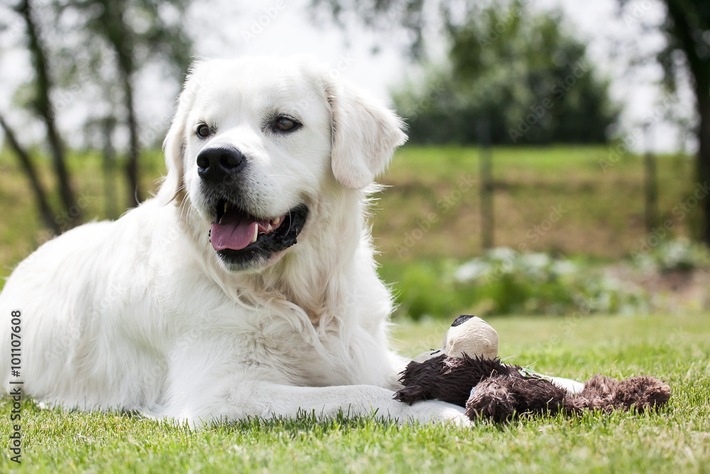 verspielter Hund mit Teddy verspielter Hund mit Teddy
